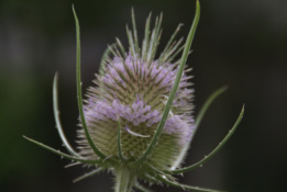 Dipsacus fullonum Grote kaardebol  bestellen